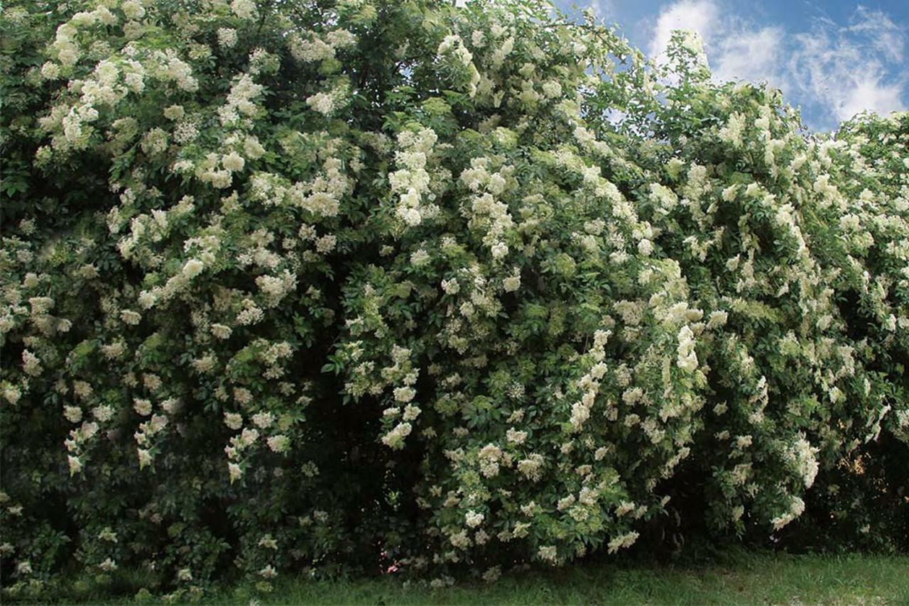 Вилла Tourist Farm Dujceva Domacija Vremski Britof Экстерьер фото